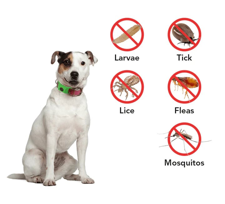 🐕12 شهرًا خالية من البراغيث والقراد⏰ detail view